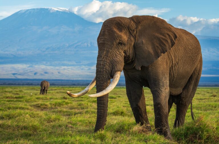 Art of Tanzania Safari