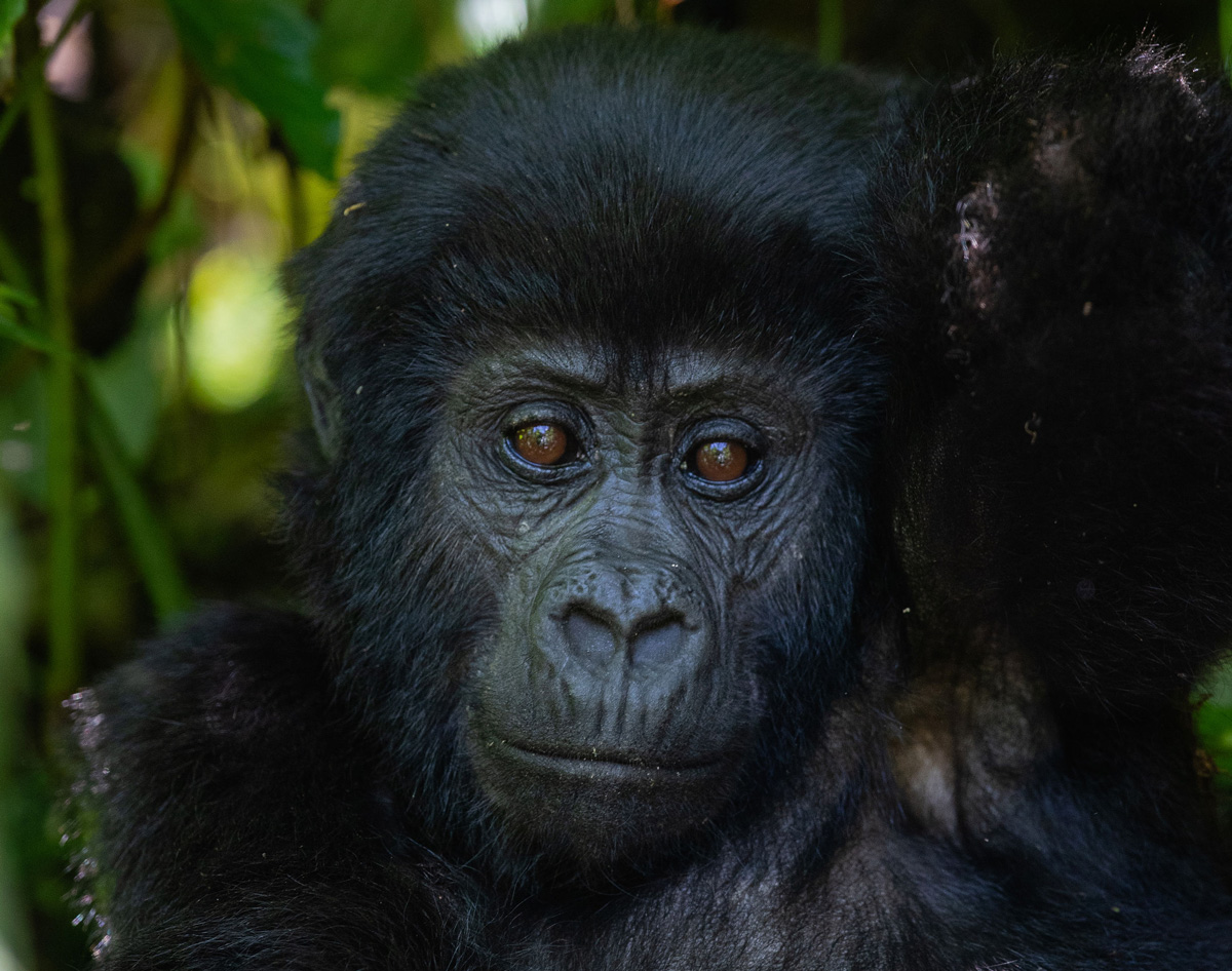 Uganda Gorilla & Chimpanzee Safari